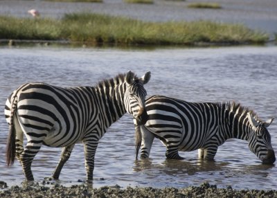 Zeebra drinking