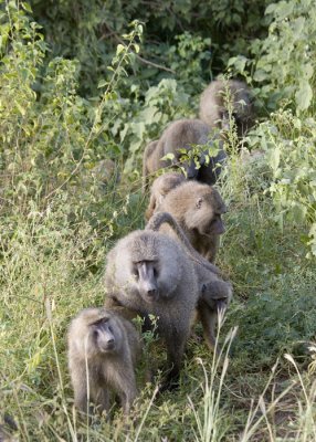 Baboon troop