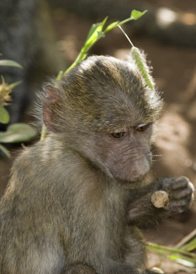 Baby Baboon