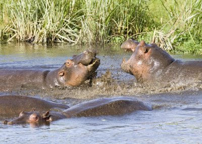 Hippo altercation