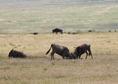 Wildebeest battle for females