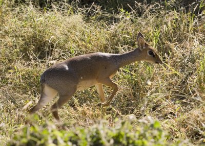 DikDik