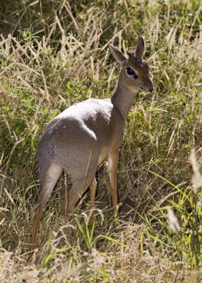 DikDik