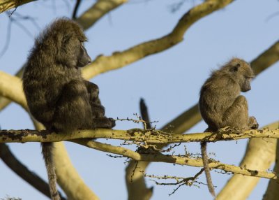 Baboons