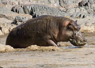 Hippo out of water