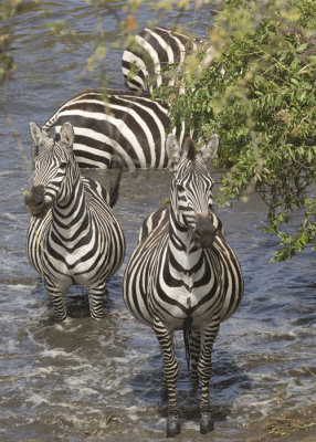 Zebra looking