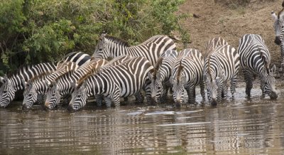Zebra at water hole