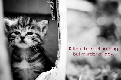 Kitten thinks.jpg