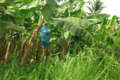 banana farm