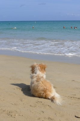 this one refuses to go in the water