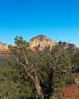 Tree and Mountain