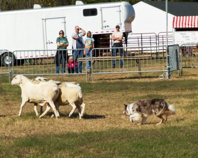 Sheep Herding Demonstration