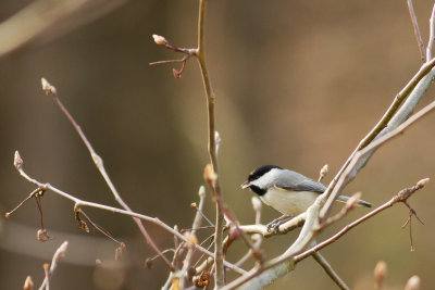 Backyard Bird on a Slow Winter's Day