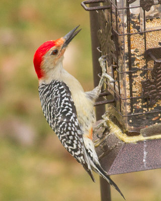 Red Bellied Woodpecker