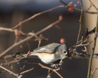 Backyard Visitor