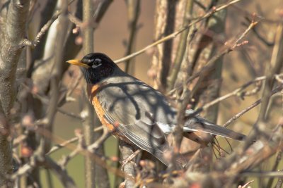 Robin in the Shadows