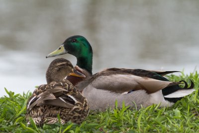 Mr. & Mrs. Duck