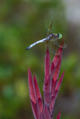 Dragonfly on Canna