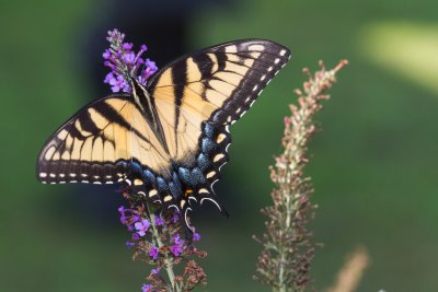 Summer Butterfly