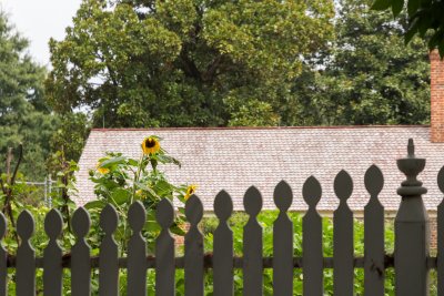 Sunflowers at Mount Vernon