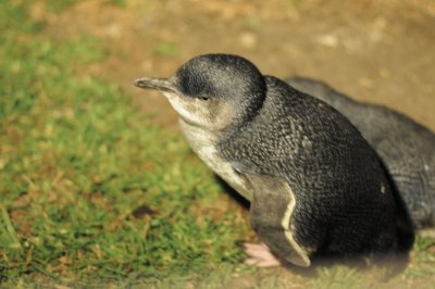 Phillip Island & Parade of the Penguins