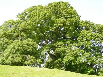 2nd biggest oak in England-general.jpg