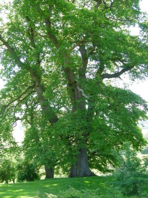 2nd biggest oak in England2.jpg