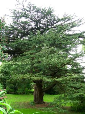 Arboretum-Cedar.jpg