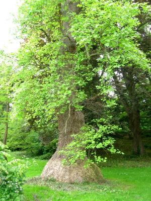 Arboretum-Tulip tree.jpg