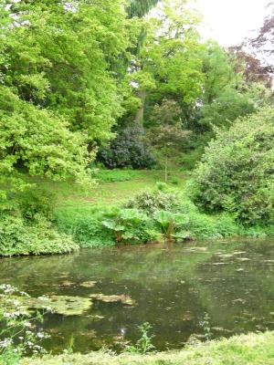 Arboretum-pool with Gunnera.jpg