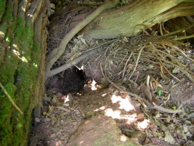 Badger sett entrance.jpg