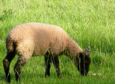Blackface lamb.jpg