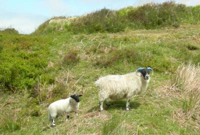 Blackface sheep-Exmoor.jpg