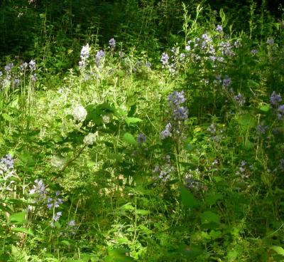 Bluebells.jpg