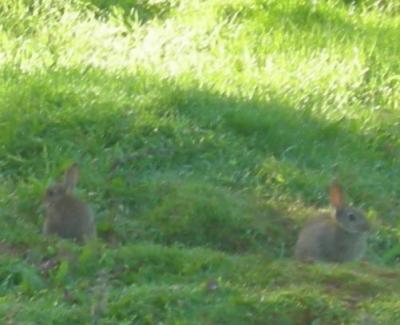 Bunny bookends.jpg