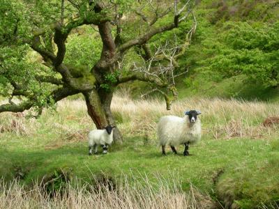 g4/12/532212/3/61464026.Exmoorsheep2.jpg