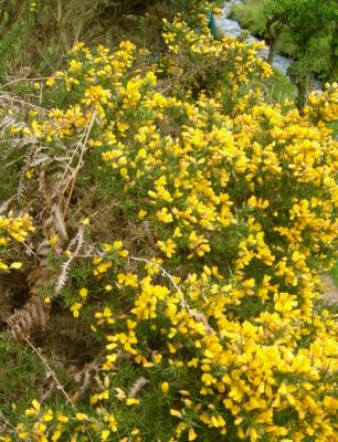 Exmoor-gorse.jpg
