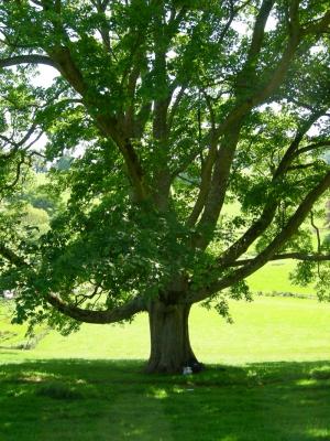 Natural sycamore.jpg