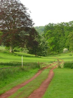 Path to the woods.jpg