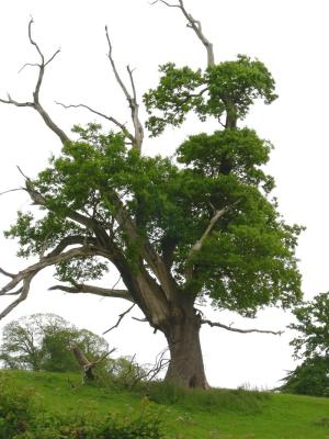 Stricken oak.jpg