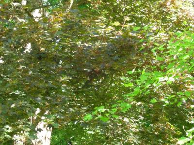 g4/12/532212/3/61464058.Sycamoreleaves.jpg