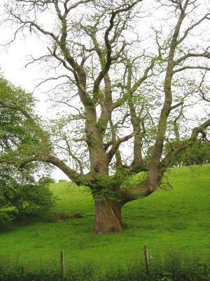 Twisted oak.jpg