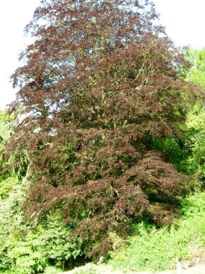 Nettlecombe - May 2006