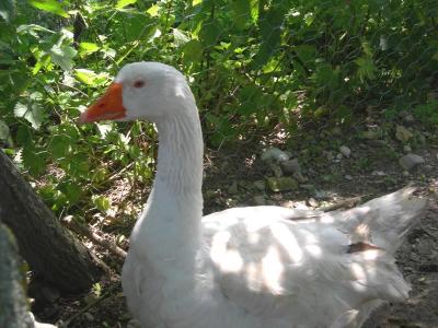 Mother goose.jpg