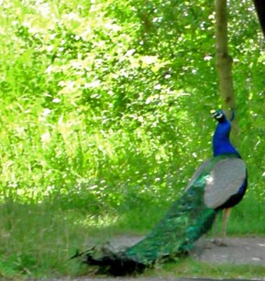 Peacock.jpg