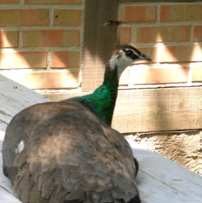 Peahen2.jpg