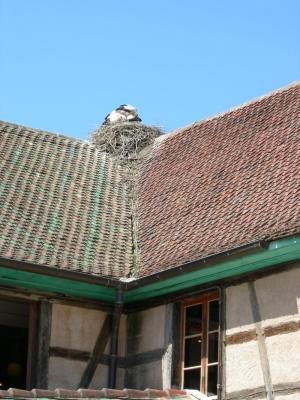 Storks1.jpg