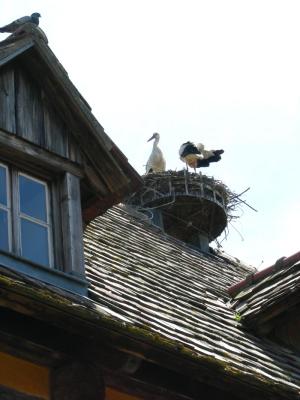 Storks3.jpg