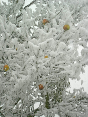 apples.jpg
