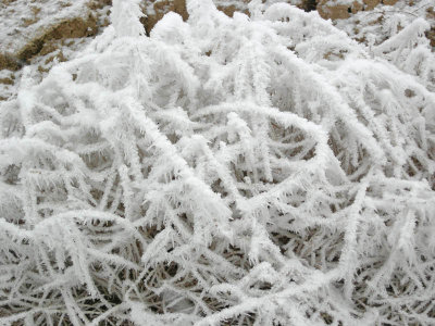 frosted stem sculpture.jpg